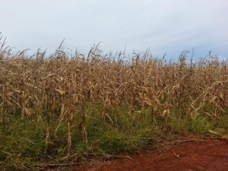 Hacia una agricultura sostenible y resiliente