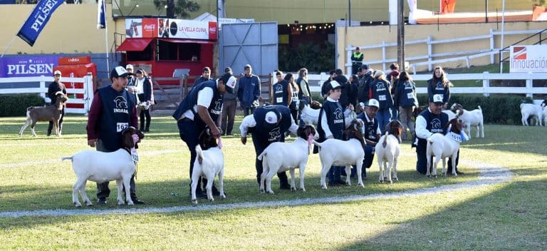 La Expo de Mariano Roque Alonso dio a conocer a los animales de bozal campeones