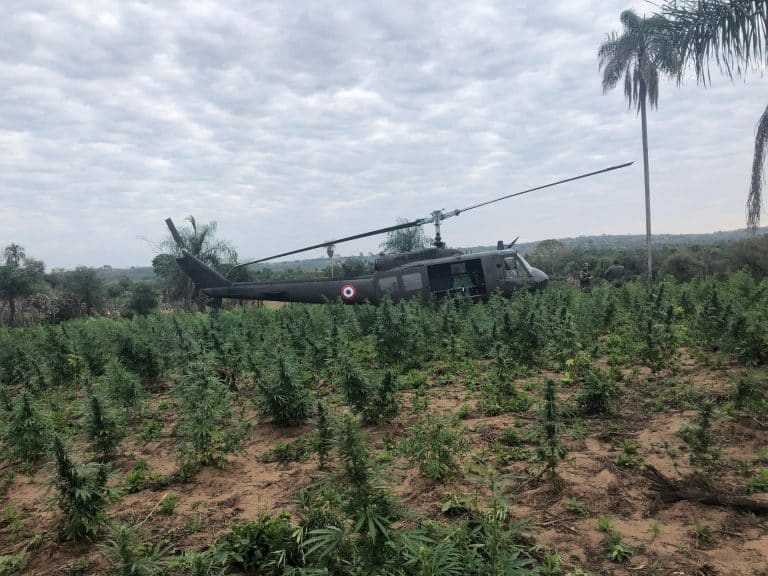 Destruyen plantaciones de marihuana en zona de influencia de Macho