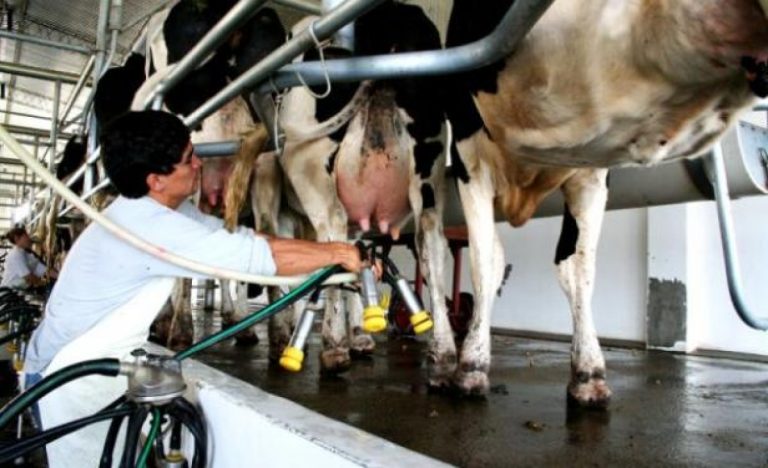 Producción de leche sería menor este año, pero no subiría el precio