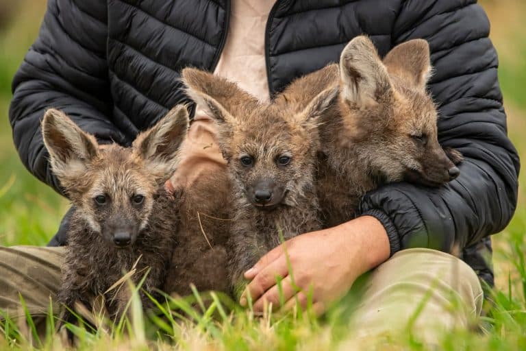 Nacieron bellos ejemplares de Aguara Guasu en la EBY