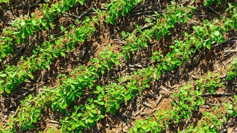 El campo renueva la esperanza con las recientes lluvias