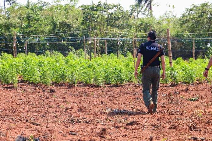 Un agente de la SENAD ingresando a una plantacion de marihuana.