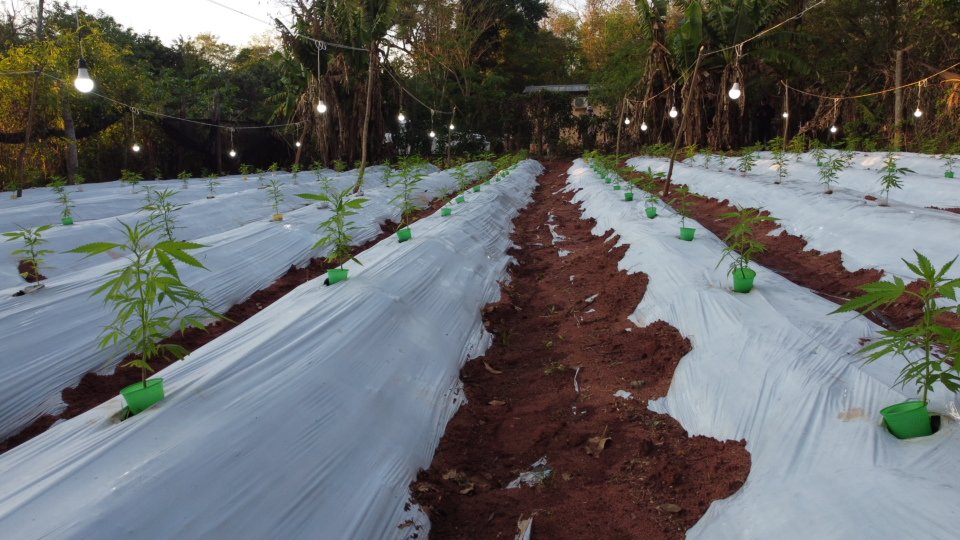 Marihuana premium en proceso de crecimiento en un invernadero.