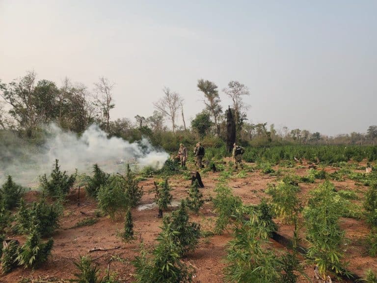 Video: Siguen usando parque nacional para cultivar marihuana