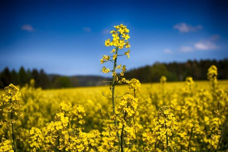 Semana de primavera con temperaturas acordes a la estación