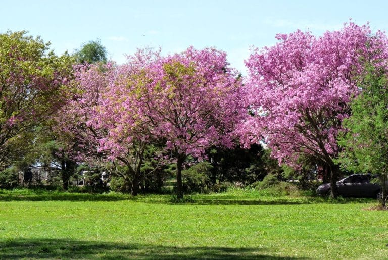 Día de la juventud y de la primavera comienza con ambiente fresco a cálido