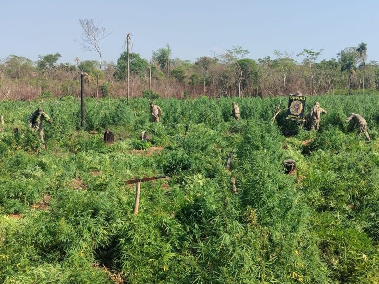 Senad destaca operativos donde destruyeron 56 toneladas de marihuana