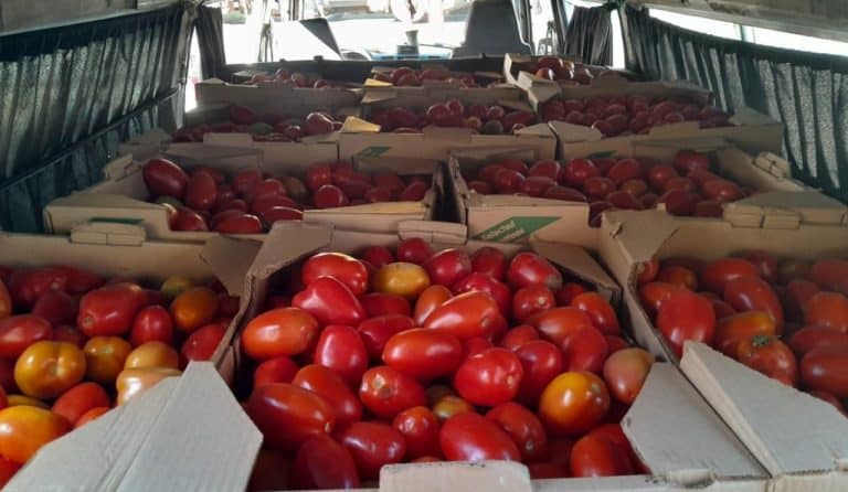 Paraguay exporta tomates a  Argentina. Productores festejan