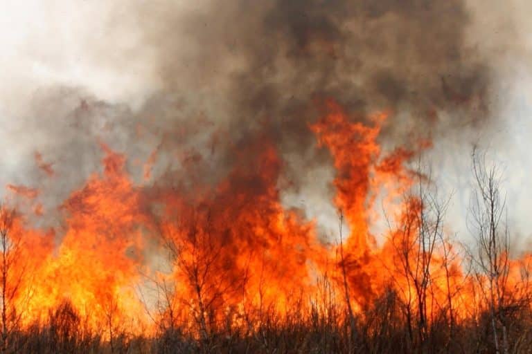 Confirman la extinción de incendio forestal en Villa Hayes