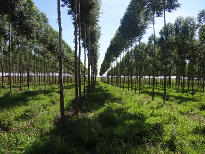 Plantación de eucaliptos