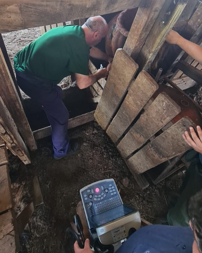 El Dr. Gardón Poggi, asistido por estudiantes de la carrera de Veterinaria UNAE realiza el trabajo de campo en tambos de Itapúa.