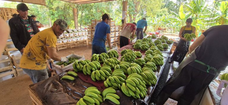 Crédito Agrícola respalda a más de 600 productores en Iturbe con 9.000 millones de guaraníes