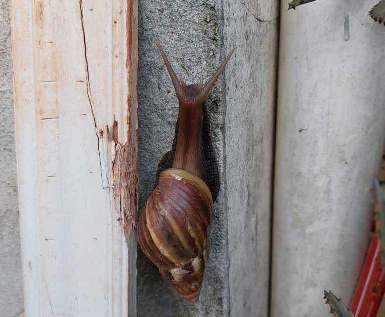 Ejemplar de caracol africano encontrado en Presidente Franco, Alto Paraná.