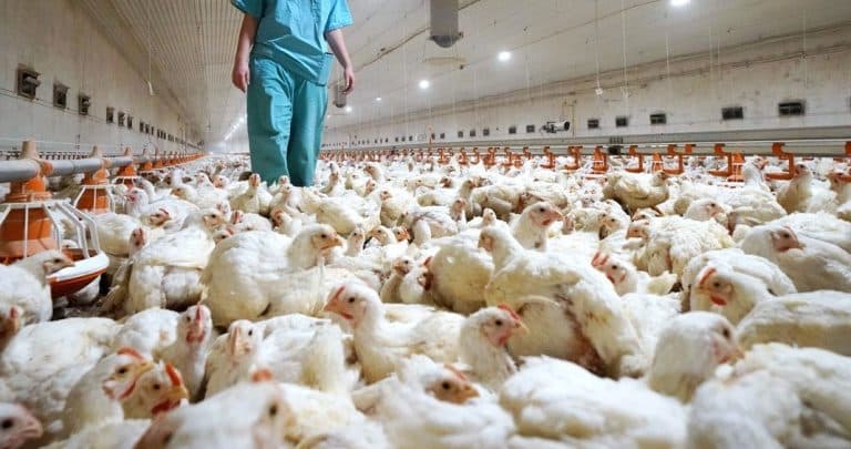 SENACSA intensifica vigilancia a nivel país para evitar ingreso de gripe aviar