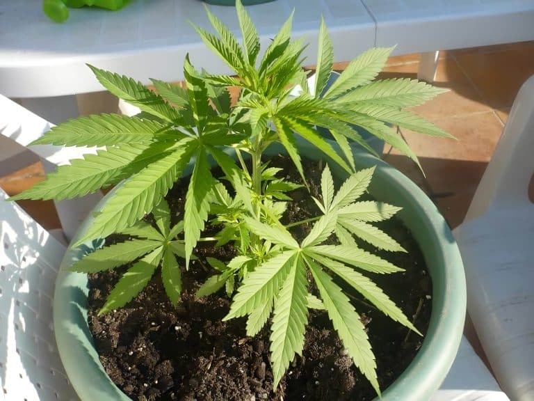 Senado rechaza proyecto de autocultivo de marihuana y lo envía al archivo