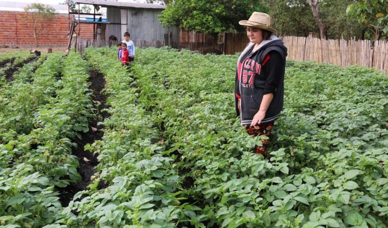 El gobierno instó a producir papas en Paraguay para no depender siempre de la importación