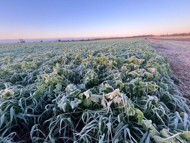Video: Frío polar en Itapúa, 3.2 grados bajo cero