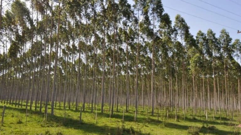 Paraguay buscará atraer a inversionistas europeos en Foro a realizarse en Asunción
