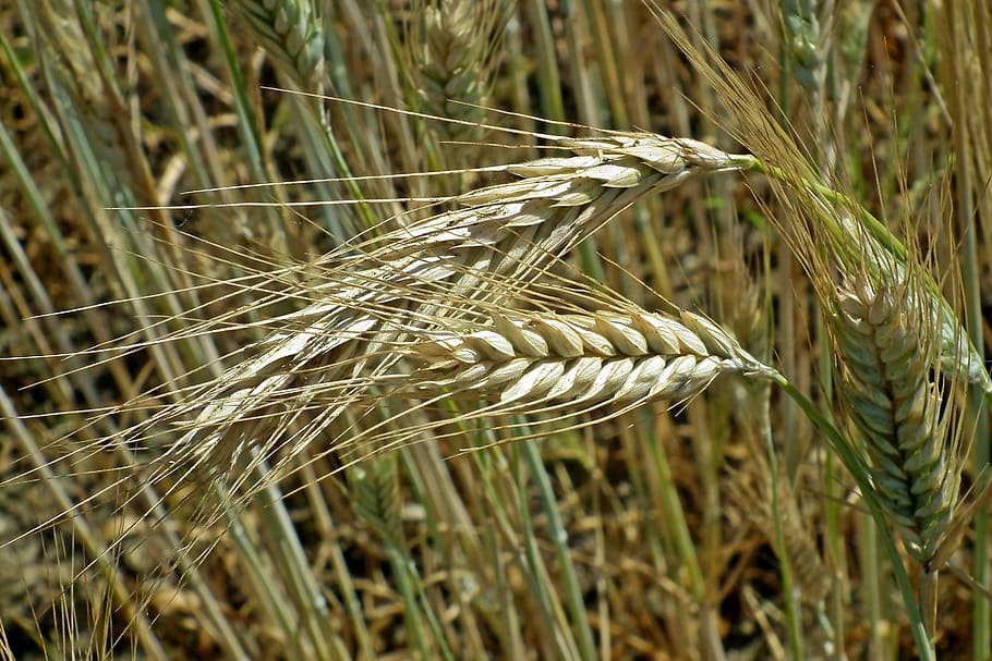 exportaciones de trigo Capeco