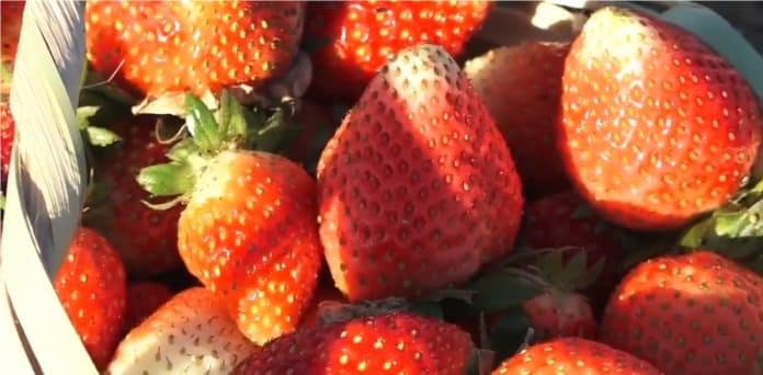 temporada frutillas