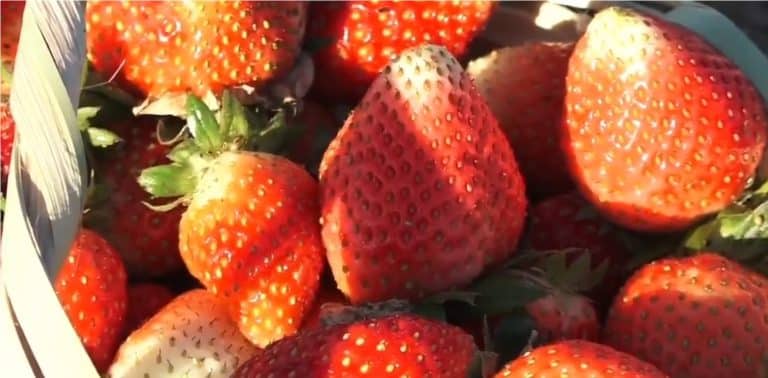 temporada frutillas