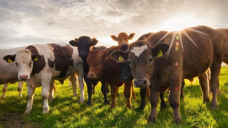 Debate entre SENACSA y ganaderos: dejar o no de vacunar a los animales