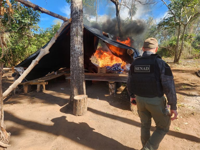 Incautan más de 12 toneladas de cannabis en el Parque Nacional Paso Bravo