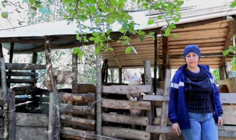 Maíz de alta genética y abonos verdes impulsan agricultura familiar en Caaguazú