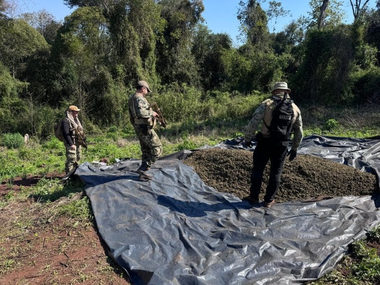 Incautan más de 1.600 kilos de marihuana en el Parque Nacional Caazapá