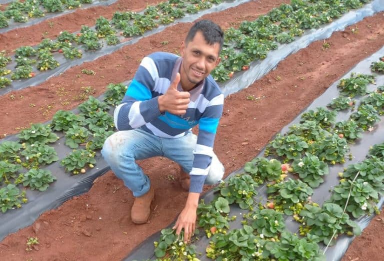 frutilla cosecha